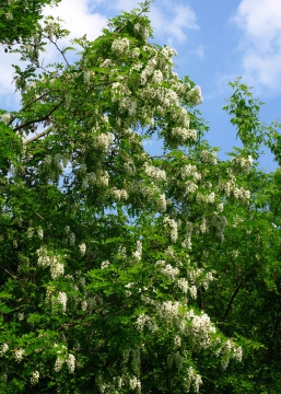 Robinia akacjowa