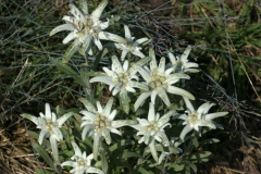 Szarotka alpejska