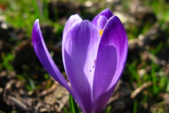 Krokus spiski