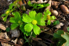Cieszynianka wiosenna