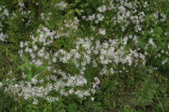 Goździk pyszny