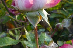 009_P1720751