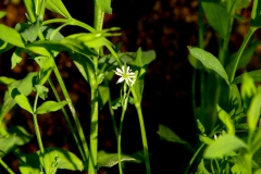 Stellaria uliginosa