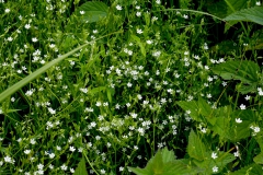 Stellaria palustris