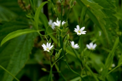 Stellaria palustris