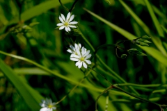 Stellaria graminea