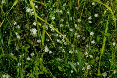 Stellaria graminea