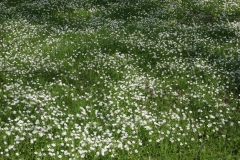 Stellaria holostea