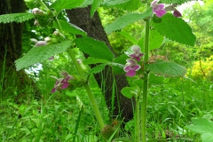 Miodownik melisowaty (Melittis melissophyllum).