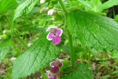 Miodownik melisowaty (Melittis melissophyllum).