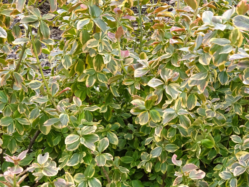 Canadele Gold