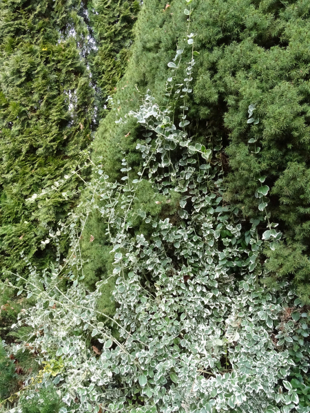 Emerald Gaiety