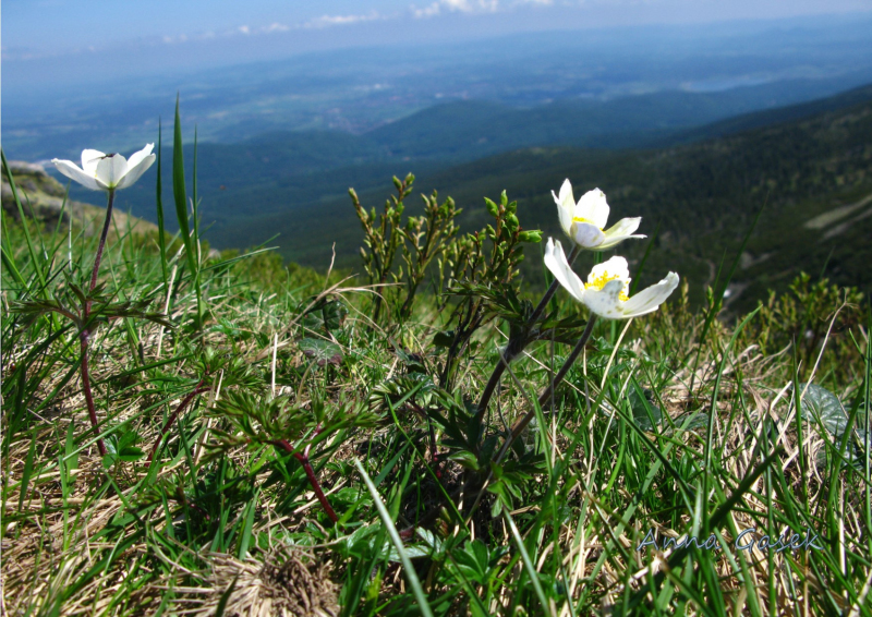 Sasanka alpejska