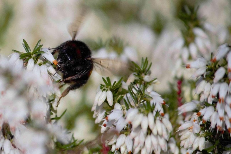 Erica carnea Alba