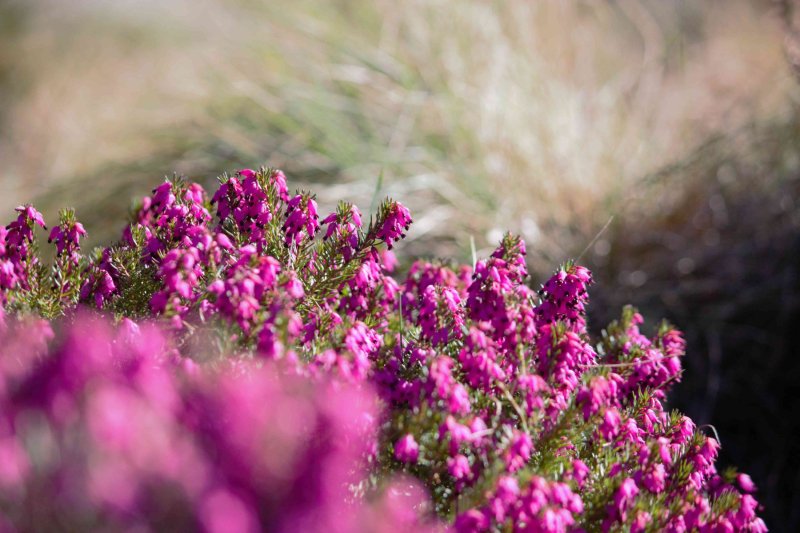 Erica carnea Diamant Rose