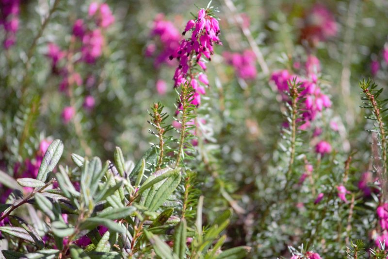 Erica carnea Eva