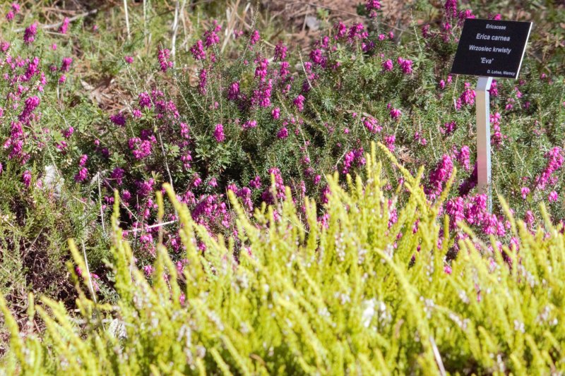 Erica carnea Eva