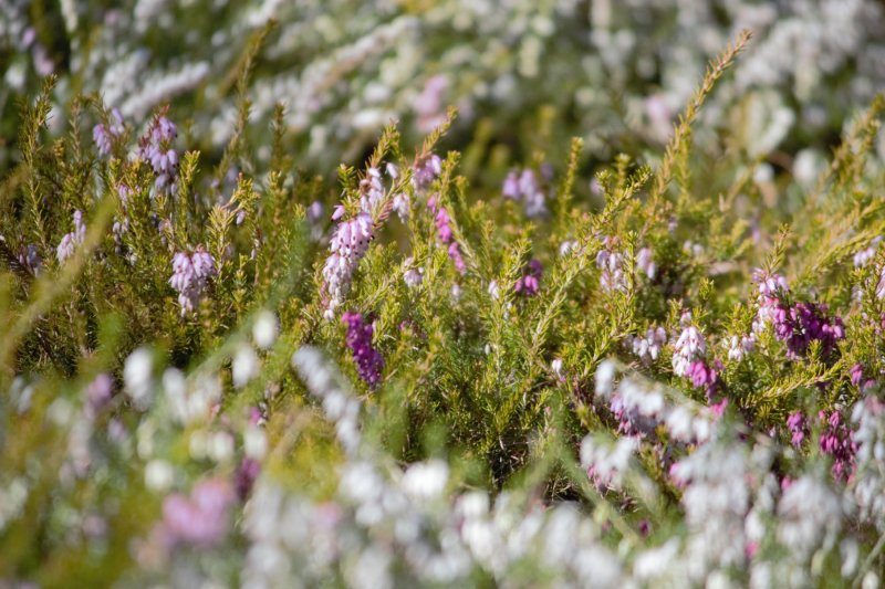 Erica carnea Foxhollow