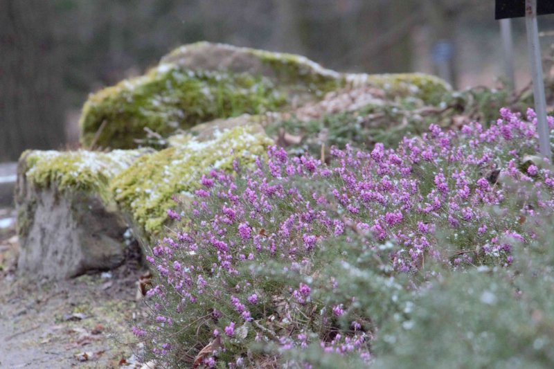 Erica carnea