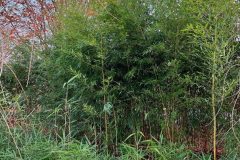 1.-Filostachys-zlotobruzdowy-Phyllostachys-aureosulcata-f.-spectabilis-rotated