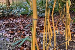 2.-Filostachys-zlotobruzdowy-Phyllostachys-aureosulcata-f.-spectabilis-rotated