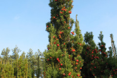 1.-Owocujacy-zenski-okaz-cisa-pospolitego-Taxus-baccata