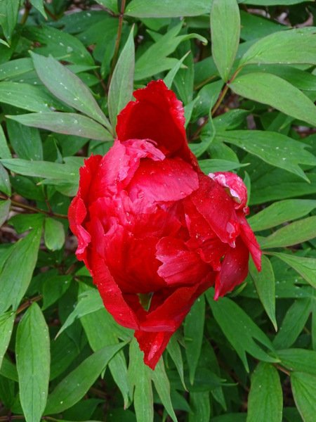 10.-Paeonia-×suffruticosa-Hoki-scaled