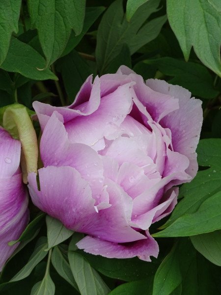 2.-Paeonia-×suffruticosa-Shimano-fuji-scaled