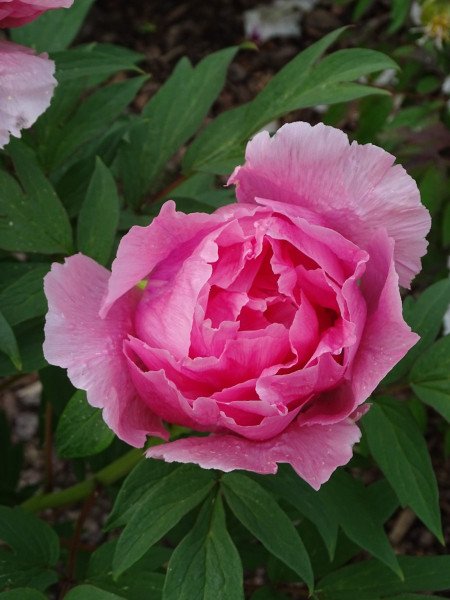 3.-Paeonia-×suffruticosa-Hanakisoi-scaled