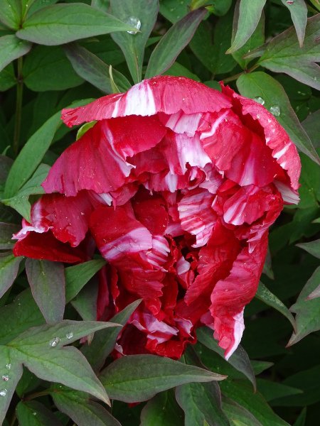 4.-Paeonia-×suffruticosa-Shima-nishiki-1-scaled