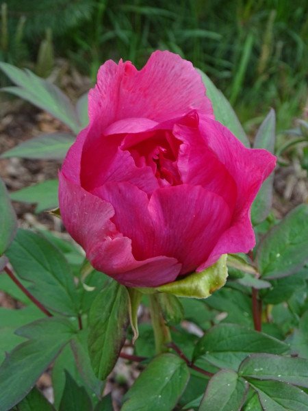 6.-Paeonia-×suffruticosa-Ofujinishiki-scaled