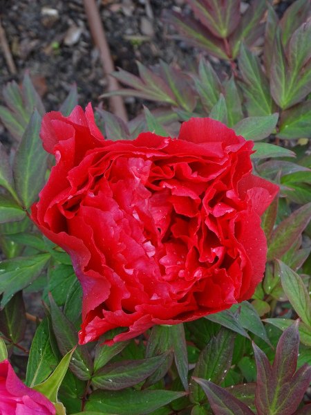 8.-Paeonia-×suffruticosa-Shunkoju-scaled