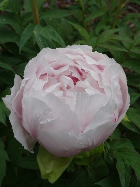 9.-Paeonia-×suffruticosa-Teni-scaled