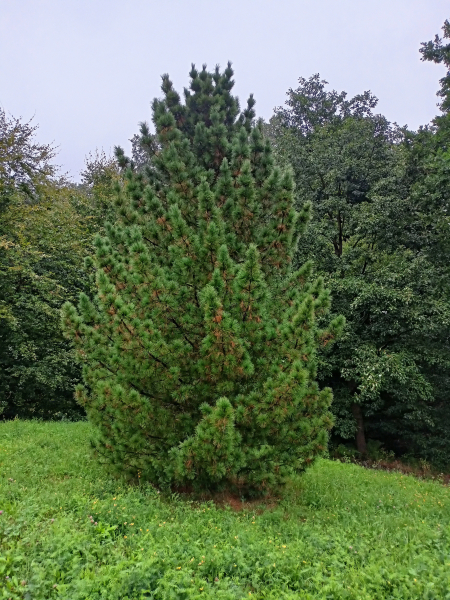 Sosna-limba