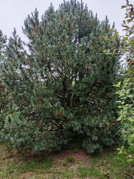 sosna-limba-2