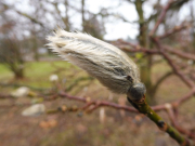 omszenie-paka-u-magnolii-stanowi-dodatkowa-warstwe-izolacyjna