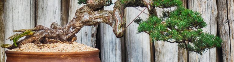 Kimura Bonsai Garden