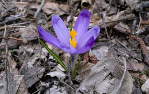 Krokus spiski