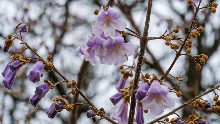 Kwitnie paulownia omszona – herb rządu Japonii!