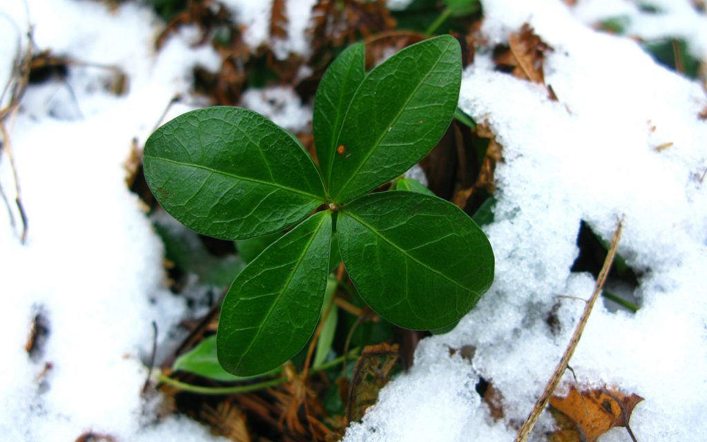 Vinca minor, barwinek pospolity