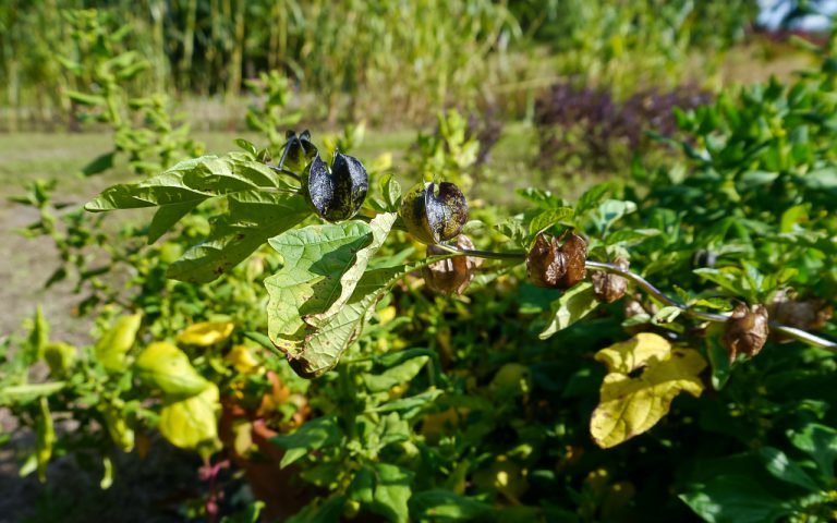 Ogród pyszności: Miechunka pomidorowa Physalis ixocarpa