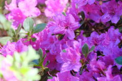 DSCF1501