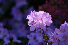DSCF1550