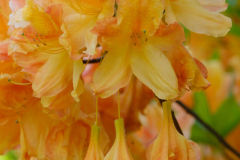 DSCF1560