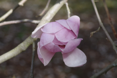 IMGP1704