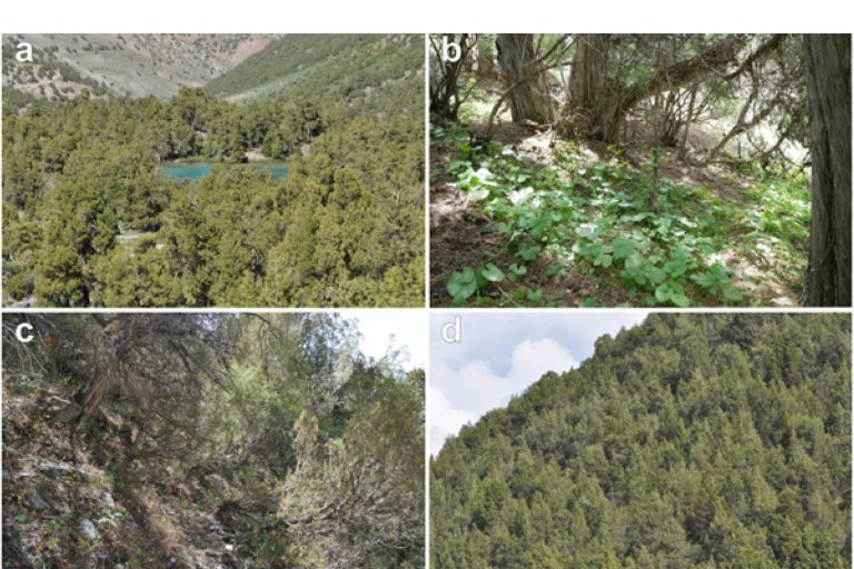 Poznaliśmy zróżnicowanie lasków jałowcowych Pamir-Ałaju