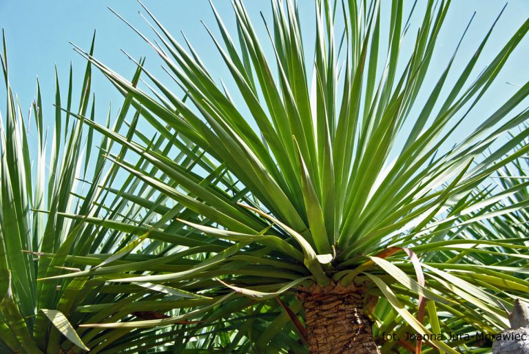 Badania nad Dracaena draco