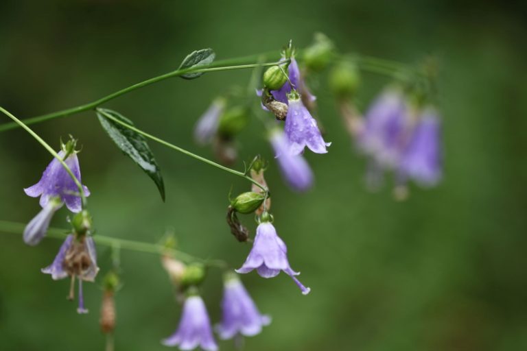 Adenophora liliifolia: condition of its populations in Central Europe