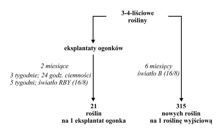 Poznaliśmy wpływ świateł LED na mikropropagację paproci