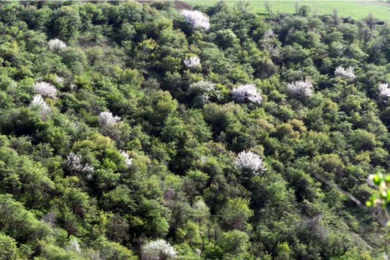 Poznaliśmy zróżnicowanie mezofilnych zarośli, tzw. szibljaku w Tadżykistanie